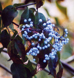 blue elderberry